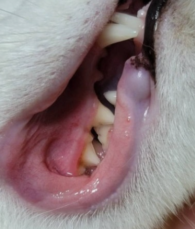 골치아픈 고양이 치주염 칫솔말고 관리하는 방법 대체 뭘까?
